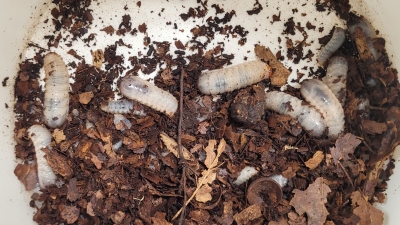 Brouci se nám množí