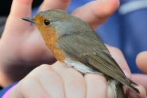 Vítání ptačího zpěvu