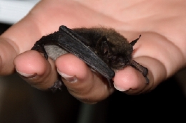 Mezinárodní noc pro netopýry