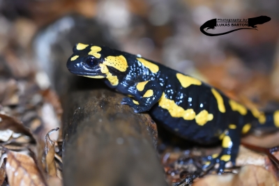 Za mloky na Kvádrberk