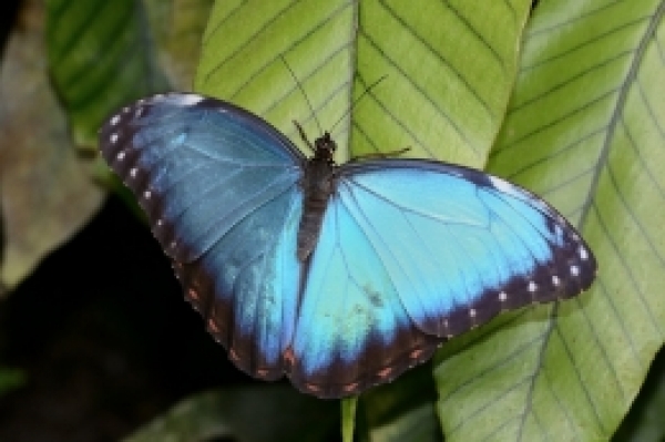 Botanická zahrada - Praha