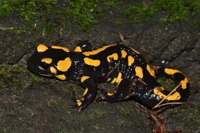 Za mloky na Kvádrberk