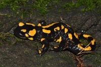 Za mloky na Kvádrberk